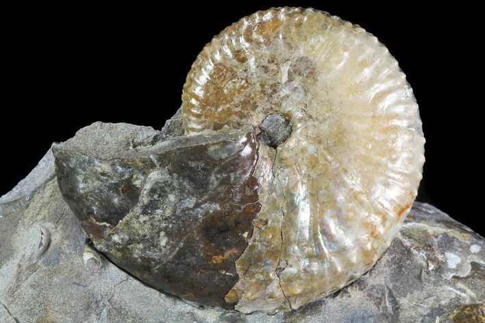 Iridescent Discoscaphites Ammonite - South Dakota #73842